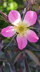 Rosa glauca