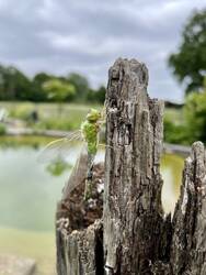 Frisch geschlüpfte Libelle am morschen Eichenstamm am Teich.