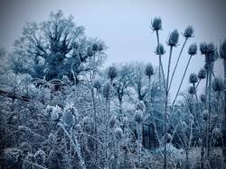 Winterbild mit Wilden Karden, Wildrosen und efeubewachsenen alten Eichen