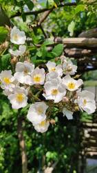 Rosa multiflora