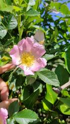 Rosa canina