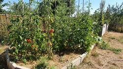 Ertragszone Tomaten.jpg