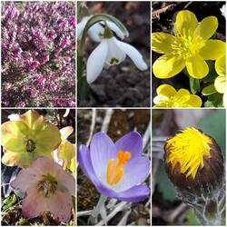 Erika carnea flammt jetzt richtig pink auf, während die Schneerosen schon durch sind. <br />Schneeglöckchen, Winterlinge und Krokusse blühen zum ersten Mal locker verteilt im gesamten Garten. Da habe ich mir im Herbst mal so richtig viele Zwiebeln gegönnt.<br />Vom Huflattich gibt es immerhin schon 4 Horste und die sind sehr gut von Insekten besucht!