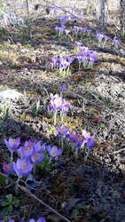 Die Elfenkrokusse vermehren sich schon. Mir geht das aber viel zu langsam!