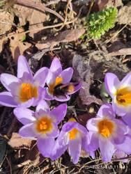 IMG_20250308_113155.jpg