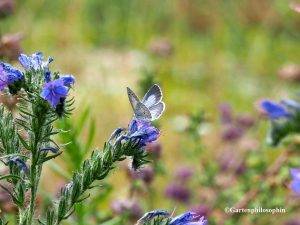 Echium vulgare