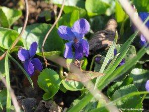 Blüten der Viola odorata