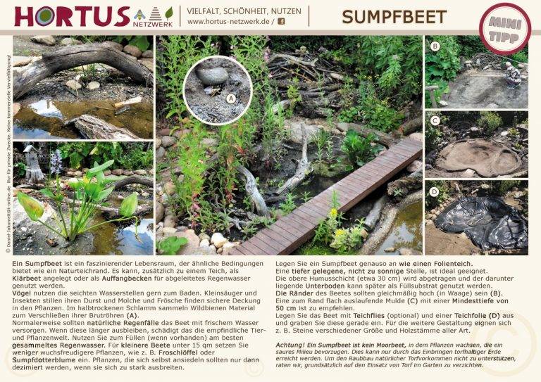 Sumpfbeet