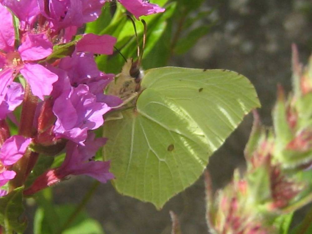 You are currently viewing Vergleich Wildsträucher mit Exoten – Raupenfutterpflanzen für heimische Schmetterlingsarten