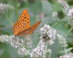 Read more about the article Schmetterlinge im Garten