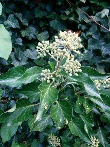 Read more about the article Mythos Efeu – Hedera
