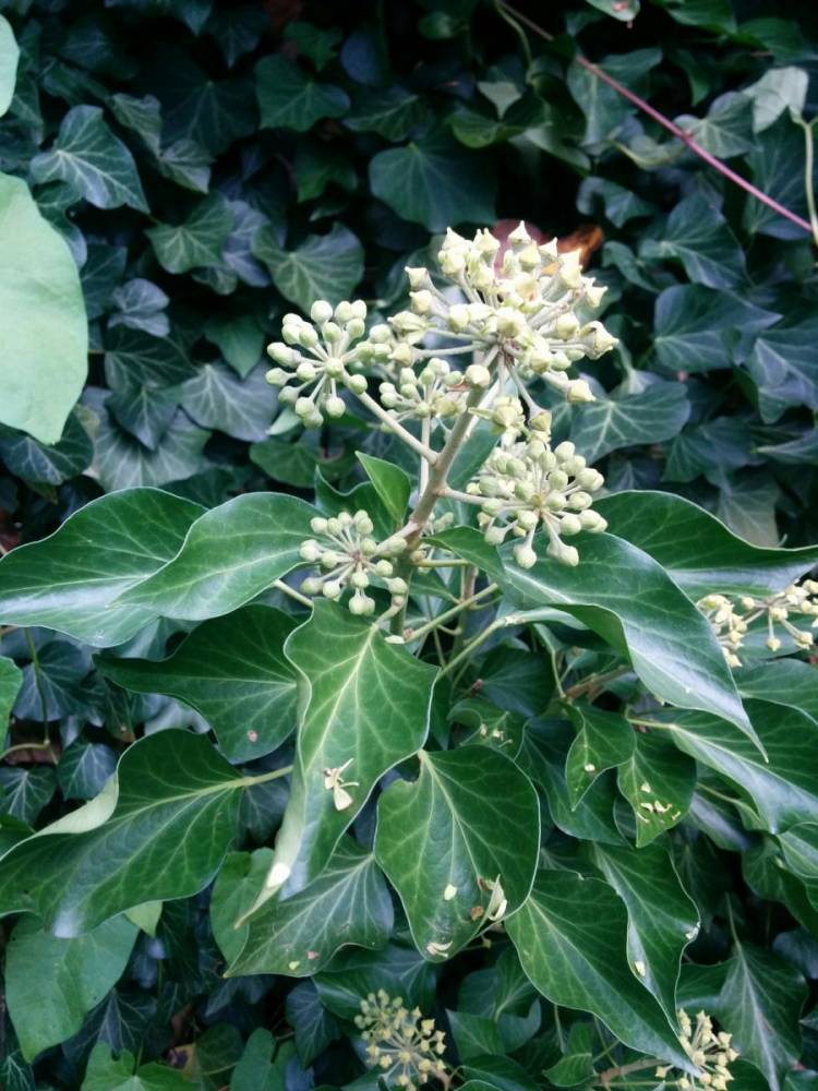 You are currently viewing Mythos Efeu – Hedera