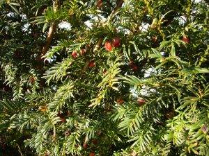 Read more about the article Mythos Eibe – Taxus