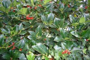 Read more about the article Mythos Stechpalme – Ilex
