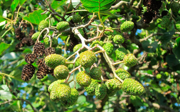 You are currently viewing Mythos Erlen – Alnus