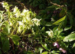 Read more about the article Frühling-Schätze Helleborus