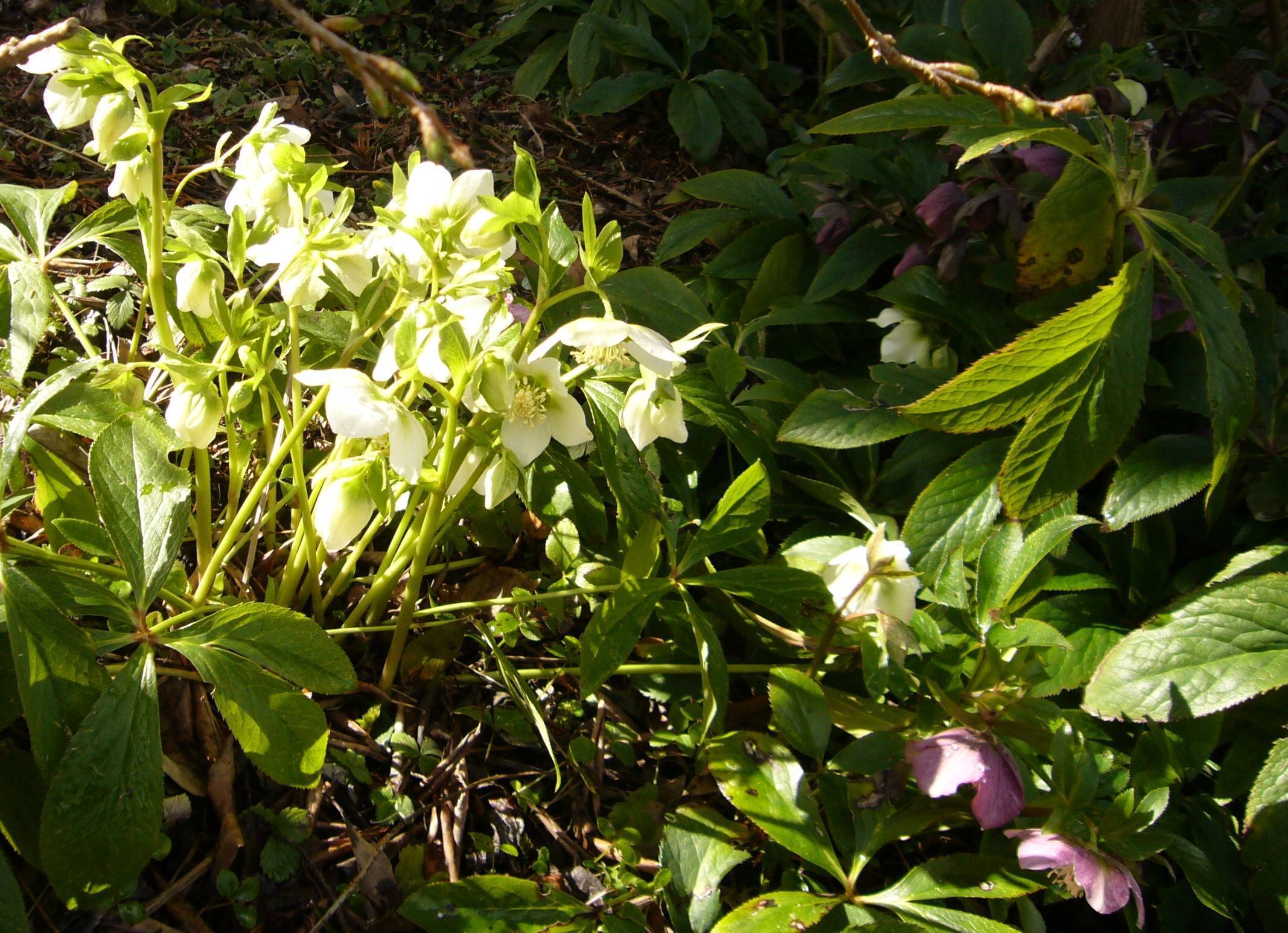 You are currently viewing Frühling-Schätze Helleborus