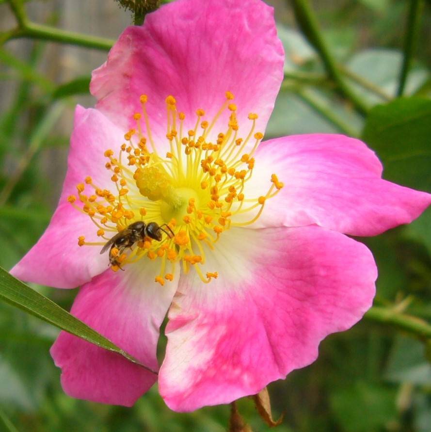 You are currently viewing Mythos Rosen – Rosa