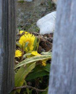Read more about the article Naturschatz Huflattich – Tussilago farfara