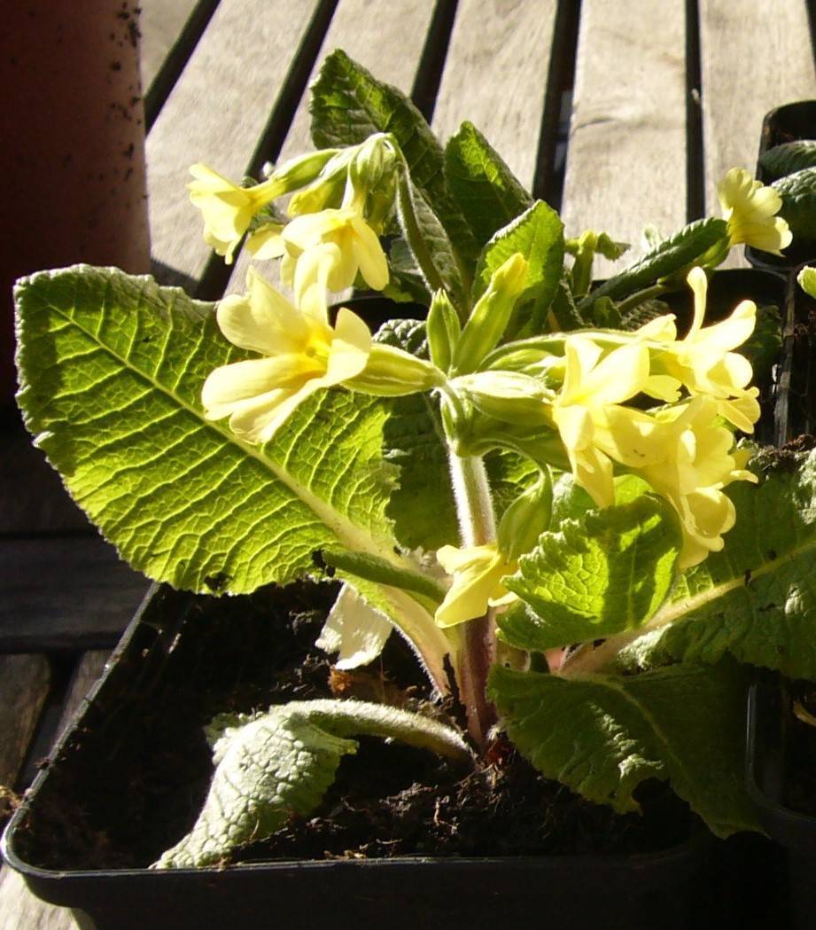 You are currently viewing Naturschätze Primeln – Primula