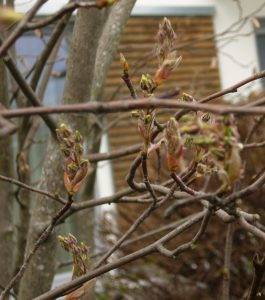Read more about the article Naturschatz Gewöhnliche Felsenbirne – Amelanchier ovalis