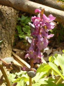 Read more about the article Naturschatz Hohler Lerchensporn – Corydalis cava