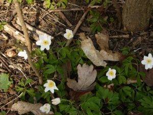 Read more about the article Naturschatz Buschwindröschen – Anemone nemorosa