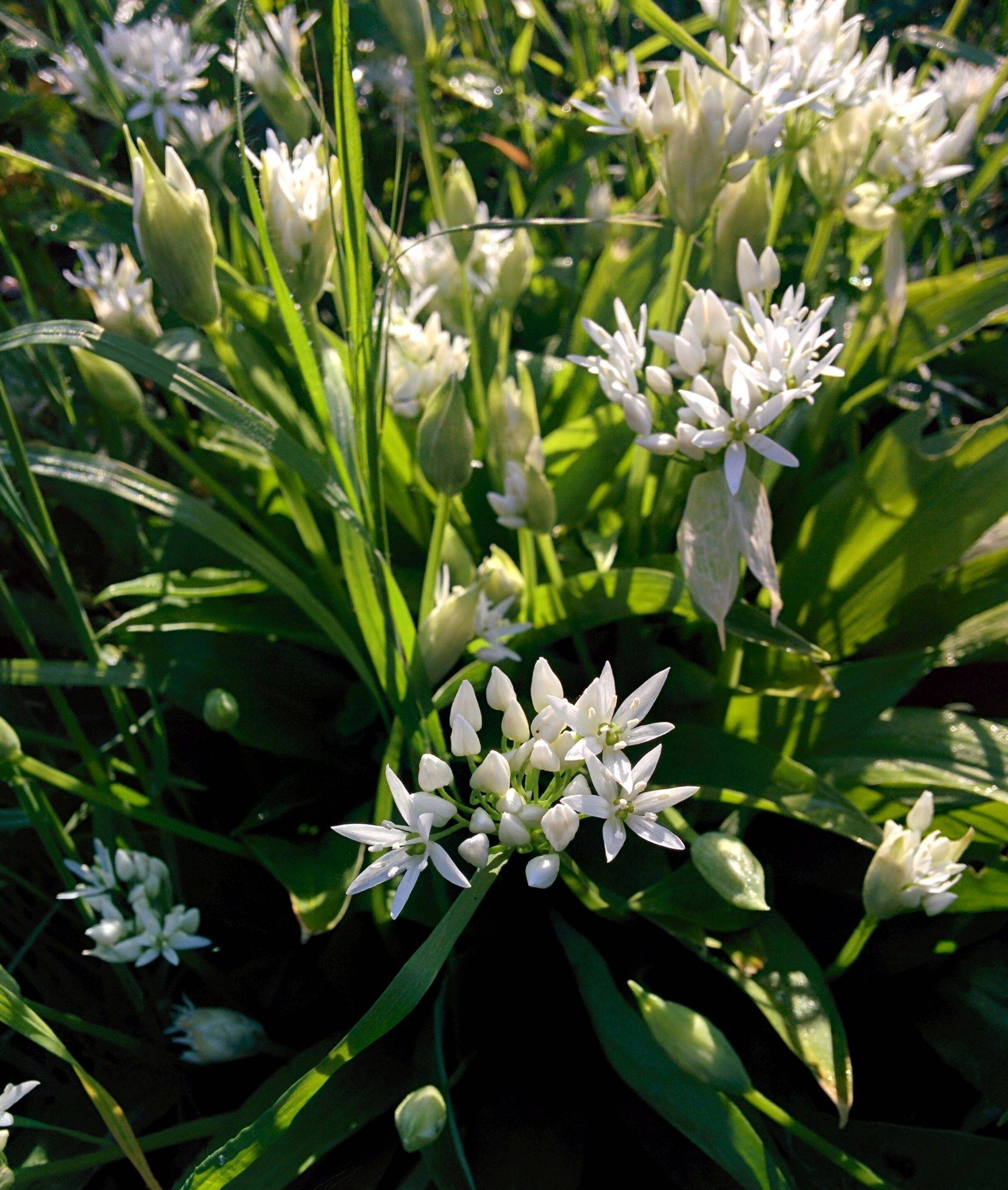 You are currently viewing Naturschatz Bärlauch – Allium ursinum