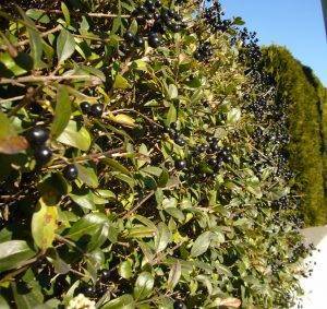 Read more about the article Mythos Liguster – Ligustrum