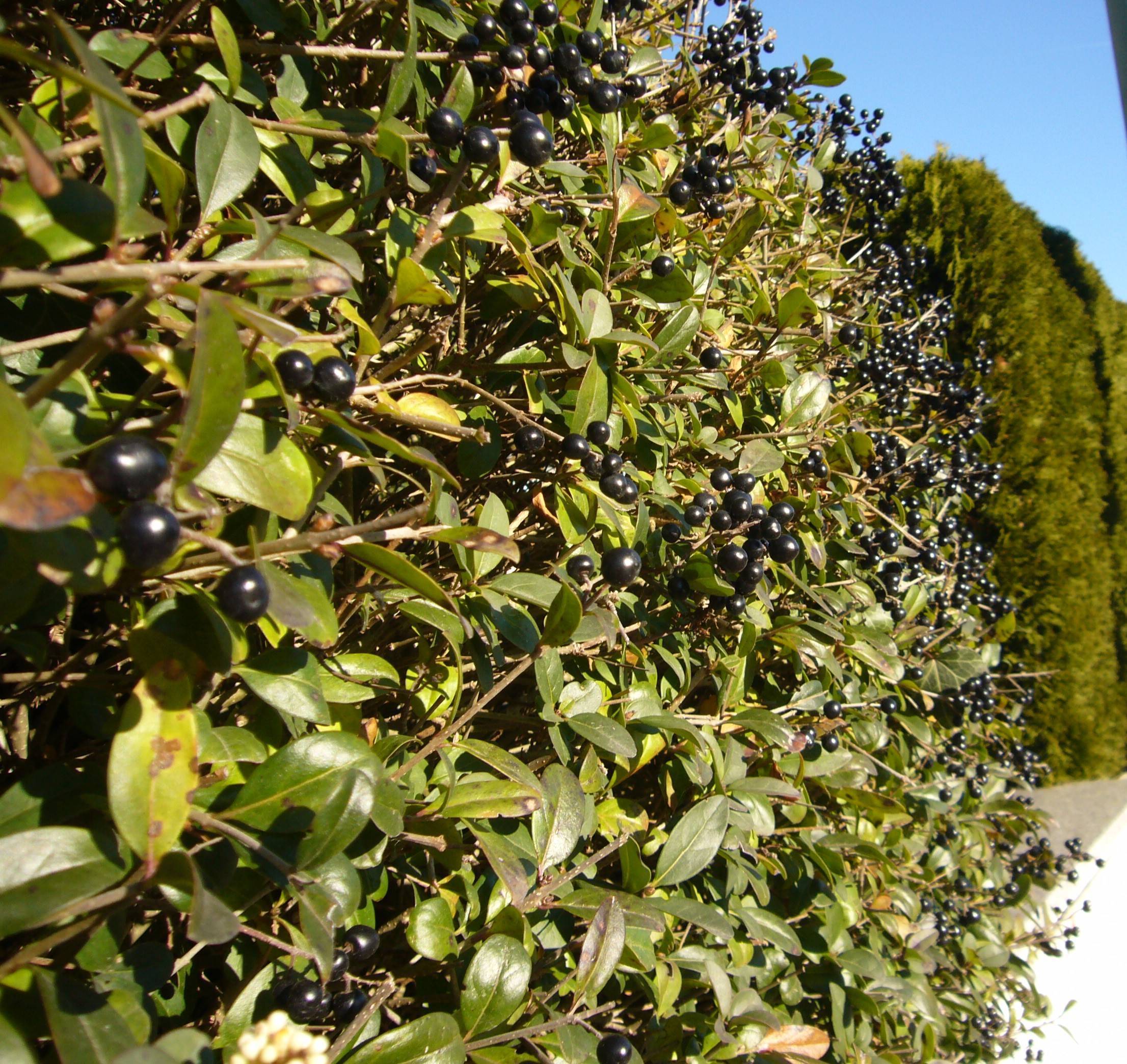 You are currently viewing Mythos Liguster – Ligustrum