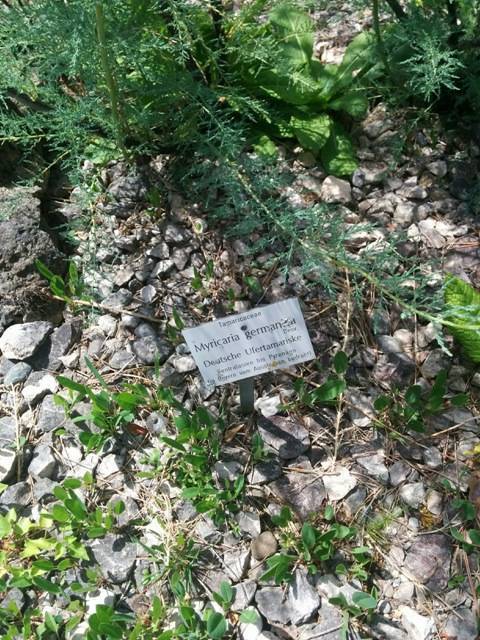 You are currently viewing Naturschatz deutsche Tamariske – Myricaria germanica