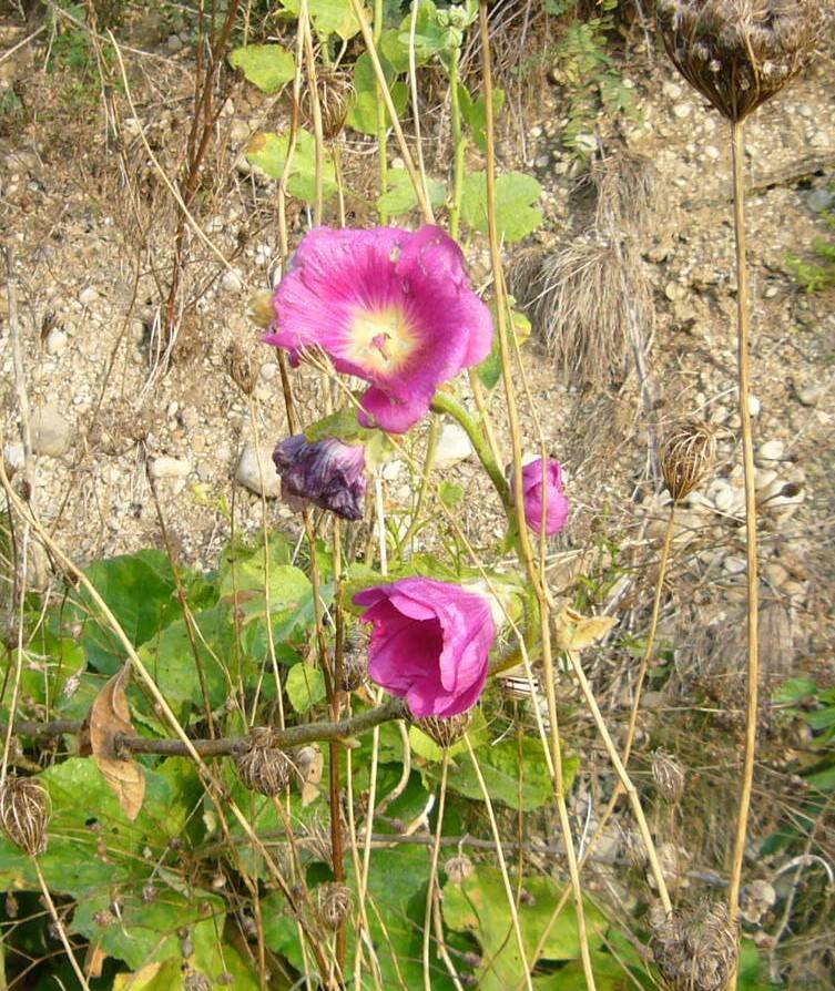 You are currently viewing Naturschatz Stockrose – Alcea
