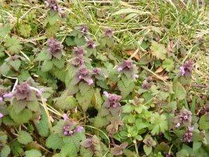 Read more about the article Naturschatz – Purpurrote Taubnessel (Lamium purpureum)