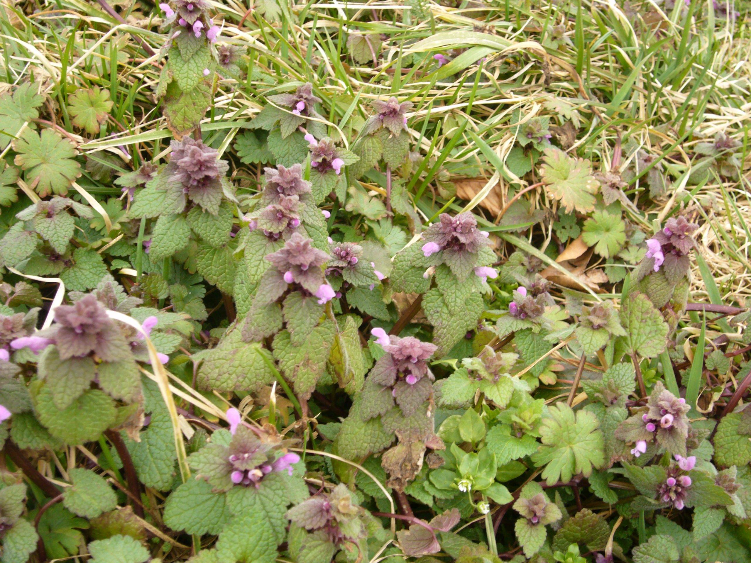 You are currently viewing Naturschatz – Purpurrote Taubnessel (Lamium purpureum)
