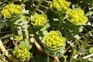 Read more about the article Naturschatz Wolfsmilch – Euphorbia