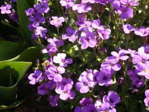 Read more about the article Naturschatz Blaukissen – Aubrieta