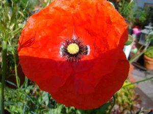 Read more about the article Mythus Mohn – Papaver