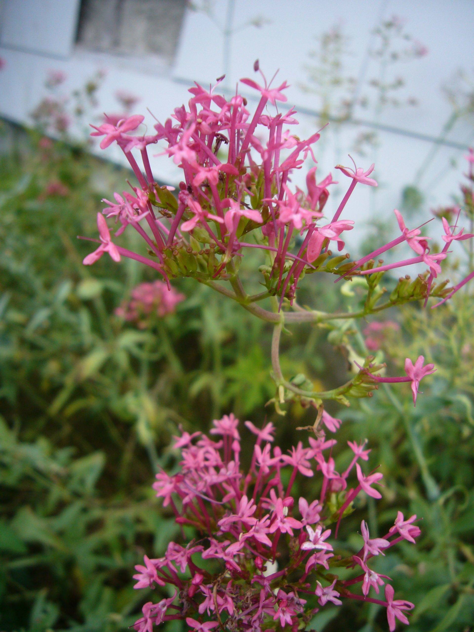 You are currently viewing Naturschatz Rote Spornblume – Centranthus ruber