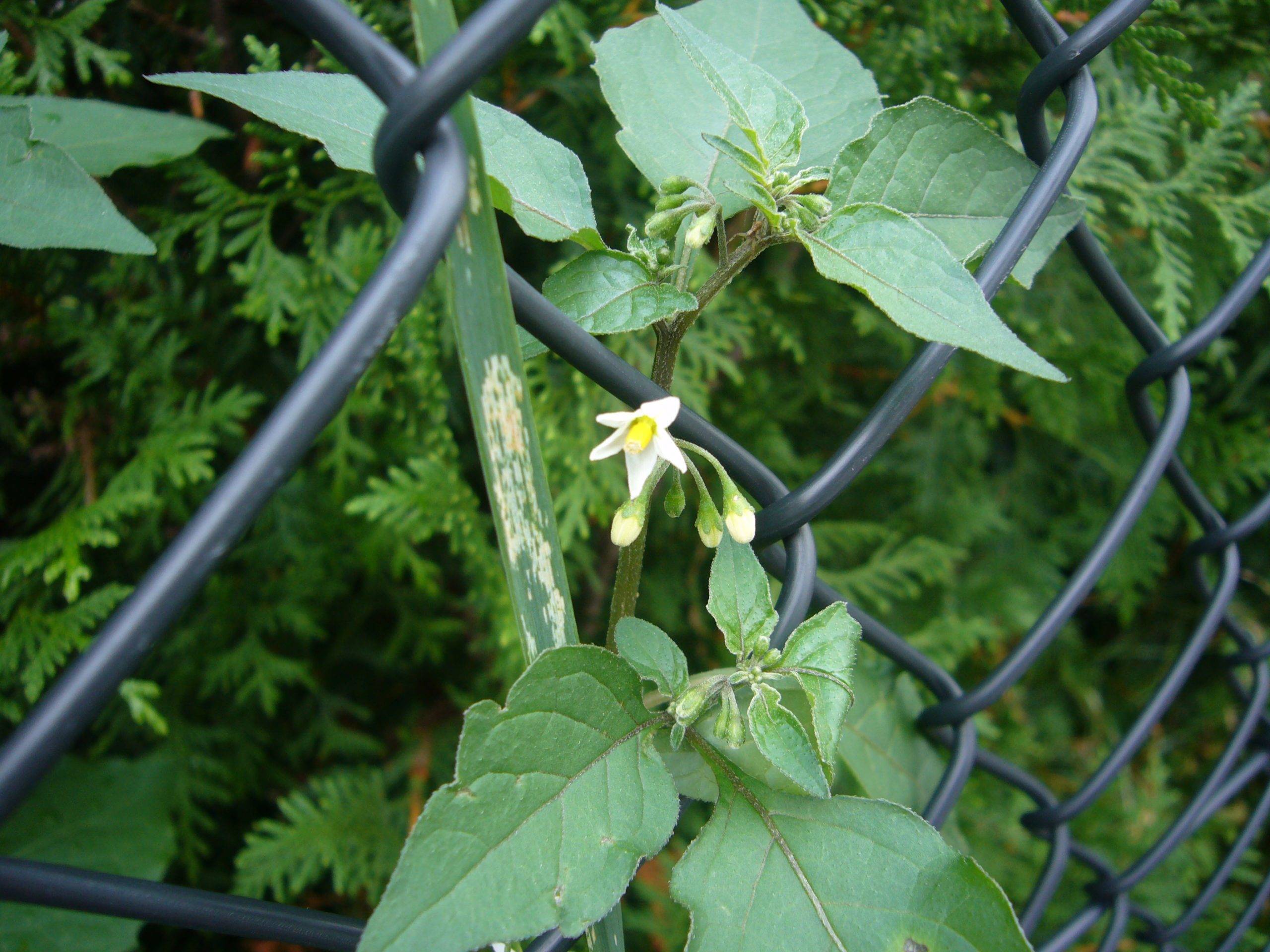 You are currently viewing Schwarzer Nachtschatten – Solanum nigrum