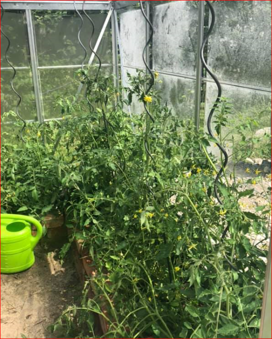 You are currently viewing Tomaten – Solanum lycopersicum