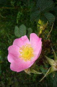 Read more about the article Raupenfutterpflanze Rose