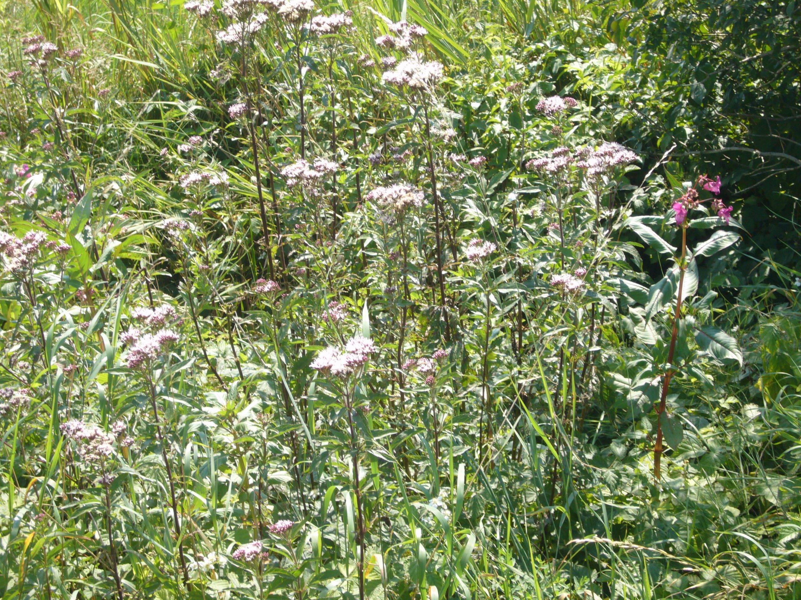 You are currently viewing Gewöhnlicher Wasserdost – Eupatorium cannabinum