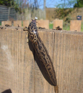 Read more about the article Tigerschnegel – Limax maximus