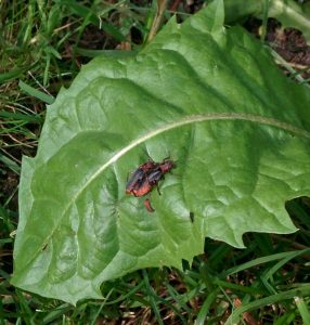 Read more about the article Gemeiner Weichkäfer – Cantharis fusca