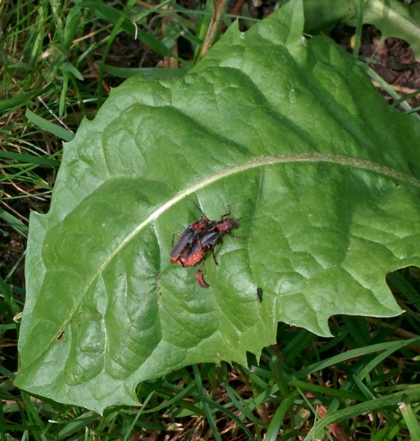 You are currently viewing Gemeiner Weichkäfer – Cantharis fusca