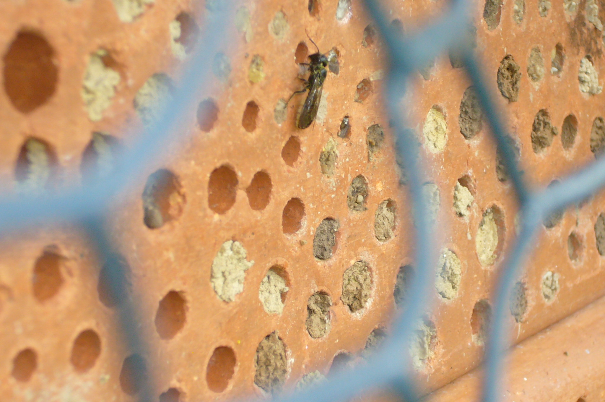 You are currently viewing Luzerne-Blattschneiderbiene – Megachile rotundata