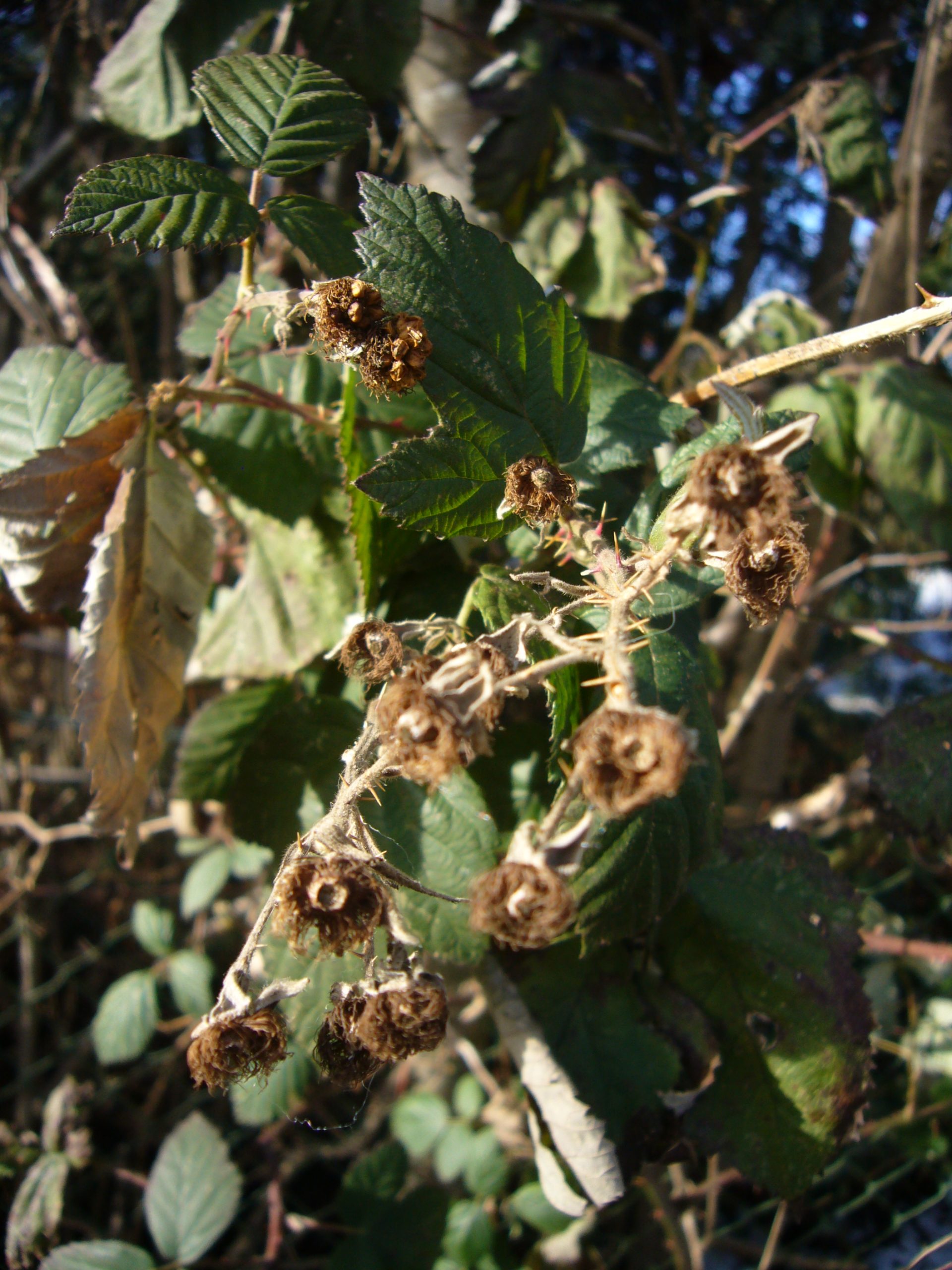 You are currently viewing Brombeeren – Rubus sect. Rubus