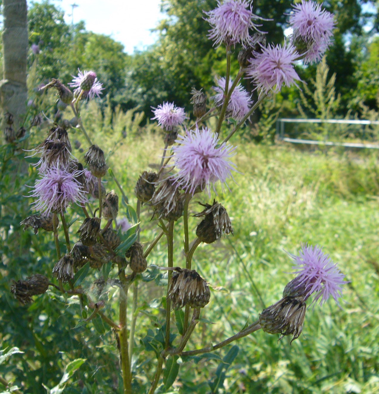 You are currently viewing Acker-Kratzdistel – Cirsium arvense
