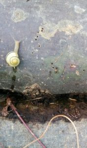 Read more about the article Garten-Bänderschnecke – Cepaea hortensis
