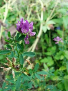 Read more about the article Luzerne – Medicago sativa